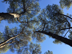 meditazione