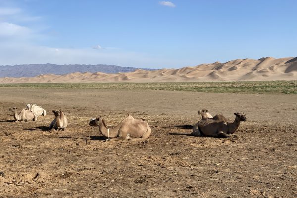 dune mongolia