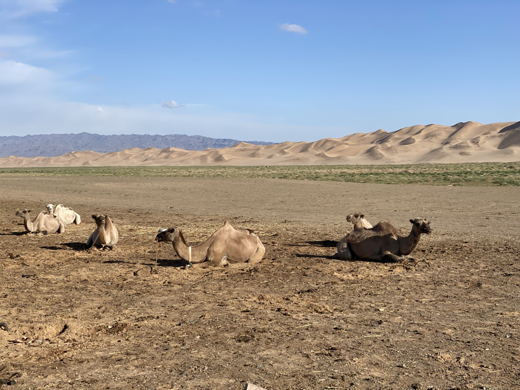 dune mongolia