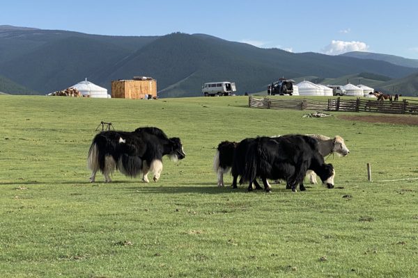 yak