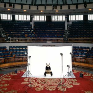 Animals_Giant_Panda_in_arena