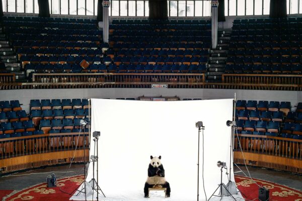 Animals_Giant_Panda_in_arena