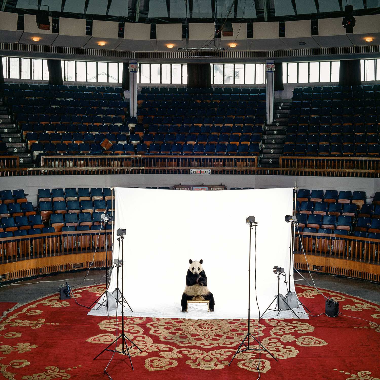 Animals_Giant_Panda_in_arena