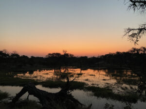 safari