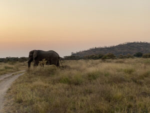 safari