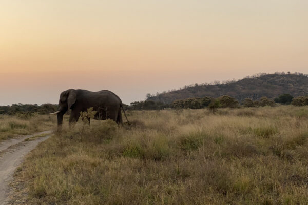 safari