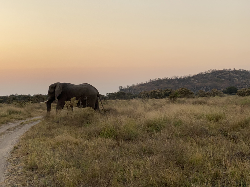 safari